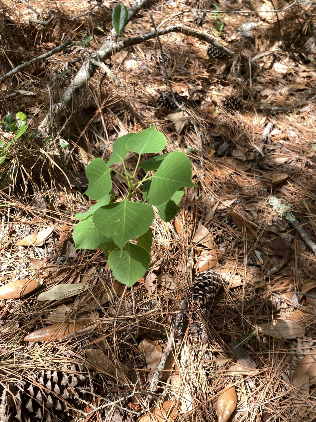Tallow Tree Sapling